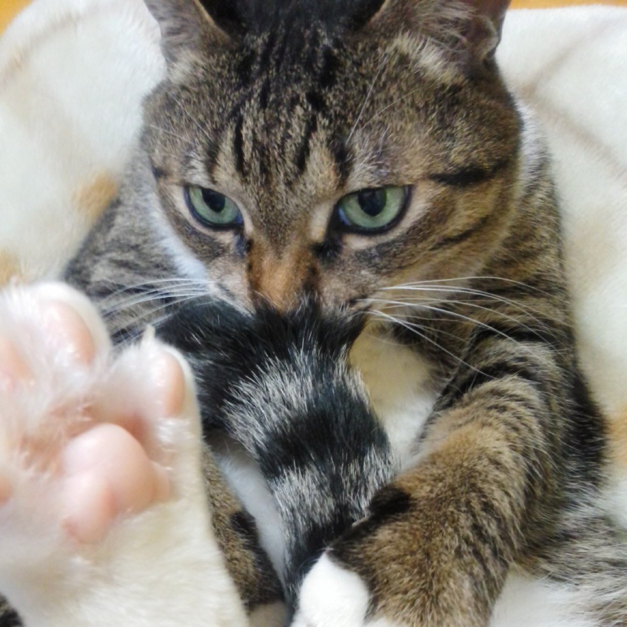 🐾かおるん🐾さんのプロフィール画像
