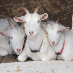 naomidayon's profile picture. 