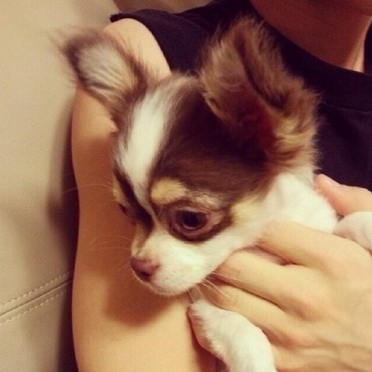 양요섭 [ยังโยซอบบี้] 용준형 [น้องหมู,นักแสดงยง] 윤두준 [ลุงลีดเดอร์] 기이광[กีกวังยิ้มที่โลกสดใส] 순동운 [มักเน่ดงอุน] 상현승 [ฮยองซึงสวย]