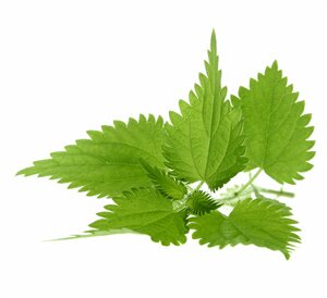 Urticadioica1's profile picture. Urtica dioica -  za vaš zdrav život