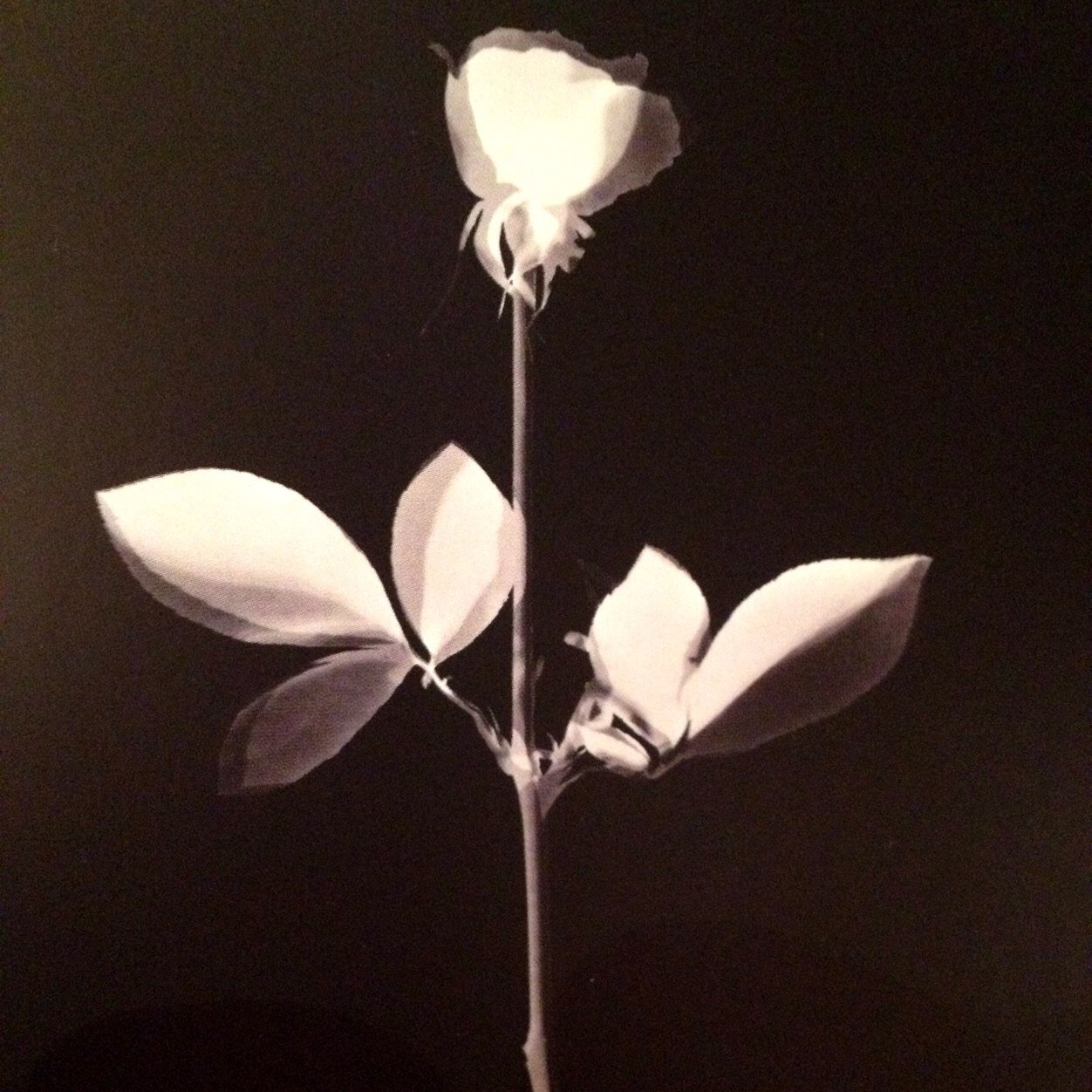 uxuelan's profile picture. 🖤🖤🖤🖤