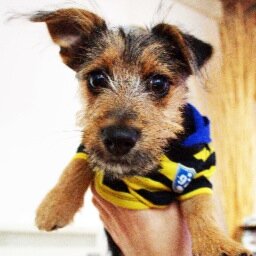 DexterTweeting's profile picture. International super-dog. I loves lickin' & chicken. I can type too!