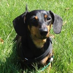 scully1138's profile picture. Veterinary assistant and creative writer. I love my dachshund Rory and watch a disturbing amount of television.