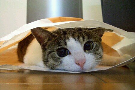 2221_4's profile picture. ダメな大人のプロです(￣▽￣;)
ヌコ🐈️も犬🐶もいなくなって、凹んでおります😣が飯テロと犬猫が大好きです
DMは苦手なので勘弁してください