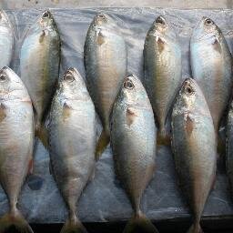 seafishexporter's profile picture. I AM A SEAFOOD EXPORTER FROM VIETNAM