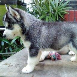 Zhenghua sec| HUSKYS & N |