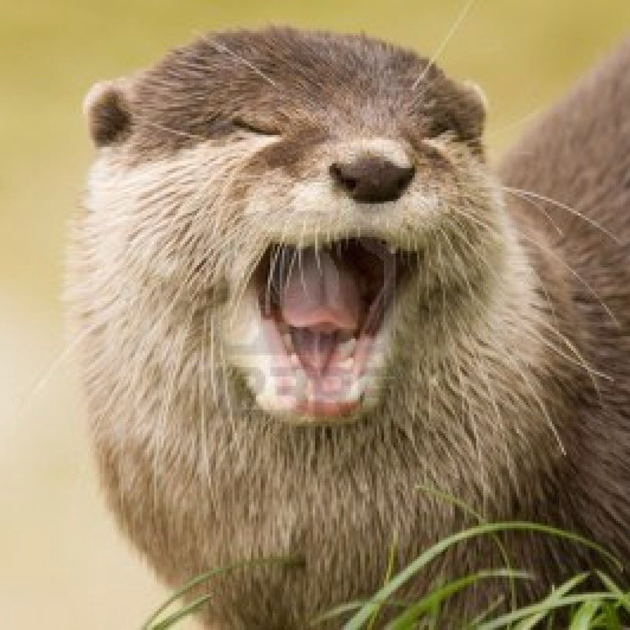 dude_otter's profile picture. OTTERS