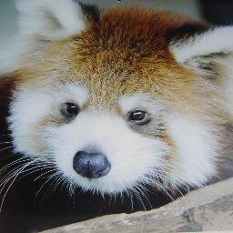 見ているだけで癒される動物画像を集めています。　　　　　　　　　　　　　　　　　　　　　かわいいと思ったら　RT.フォローお願いします。　　　　　　　　　　　　　　　　　　　　　　　　幸せな気分になれますよ♪