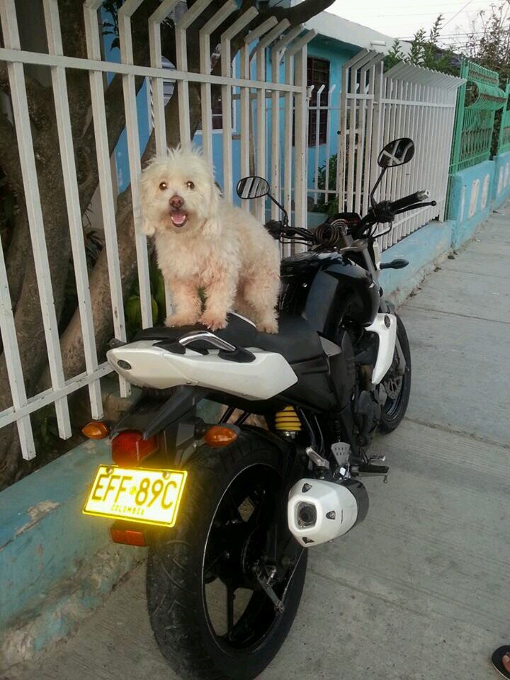 amo mi vida