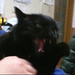 ユーノ You Purple Twitter ユーノ You Purple Twitter
