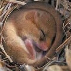 dormouse_'s profile picture. つぶやくこ