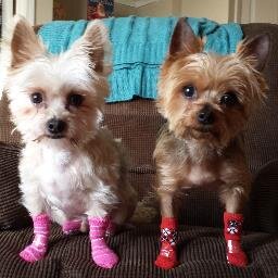 catpul's profile picture. lawyer, Navy, Tennessee fan