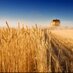 Farm talk (@farmtalkcanada) Twitter profile photo