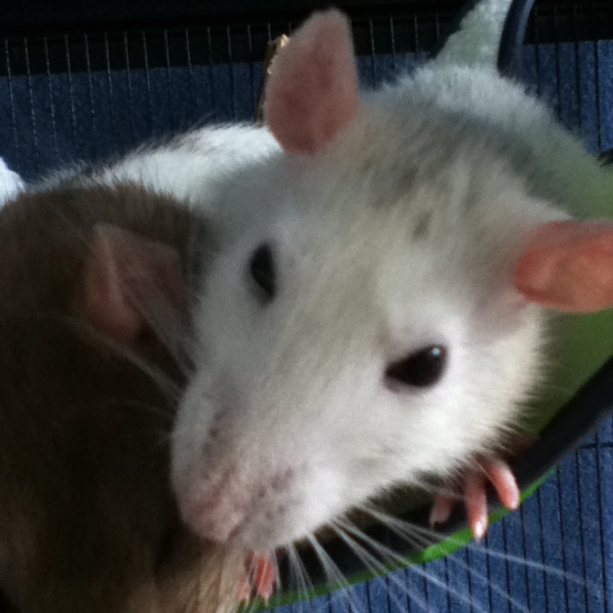 fractal_python's profile picture. 