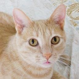 At BluesBuzz I make cat toys spiked with homegrown catnip for your kitten's best buzz! All cat toys are handmade in the USA.