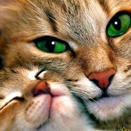 AllAllaboutcats's profile picture. What greater gift than the love of a cat-CD #MenoshTheCat
