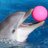 A Dolphin