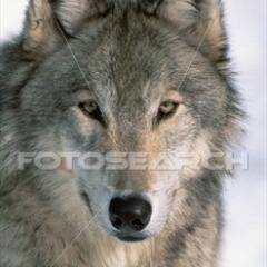 mitho__'s profile picture. 