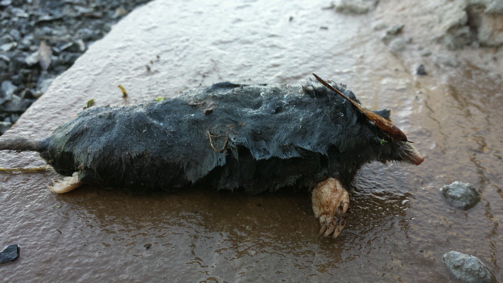 HileyCool's profile picture. 