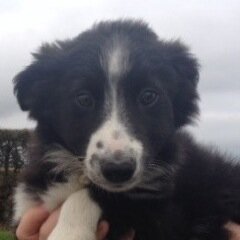 Ambertrio's profile picture. 