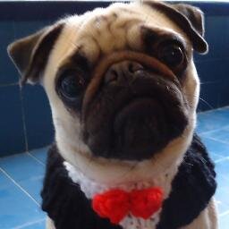 NewMannythePug's profile picture. Me llamo Manny, soy una pequeña pug a la que le encanta comer y dormir. Buy my clothes in MASCOTAS PETS category in my shop http://t.co/HXSdid9TJN