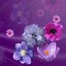 ELİF (@elifsari101) Twitter profile photo ELİF (@elifsari101) Twitter profile photo