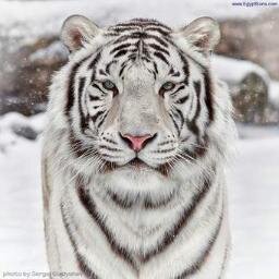 follow me and ill  follow you back
