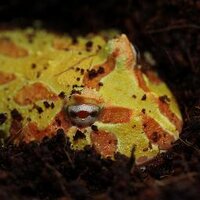 DarkSpace Exotics (@darkspaceexotic) 's Twitter Profile