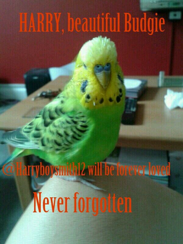 harryboysmith12's profile picture. Hi my name's Harry.I live with my Mummy & Daddy & I love to talk a lot,I'm very clever & can speak lot's of words. I am 13 years old,here are Vic & Bobalina