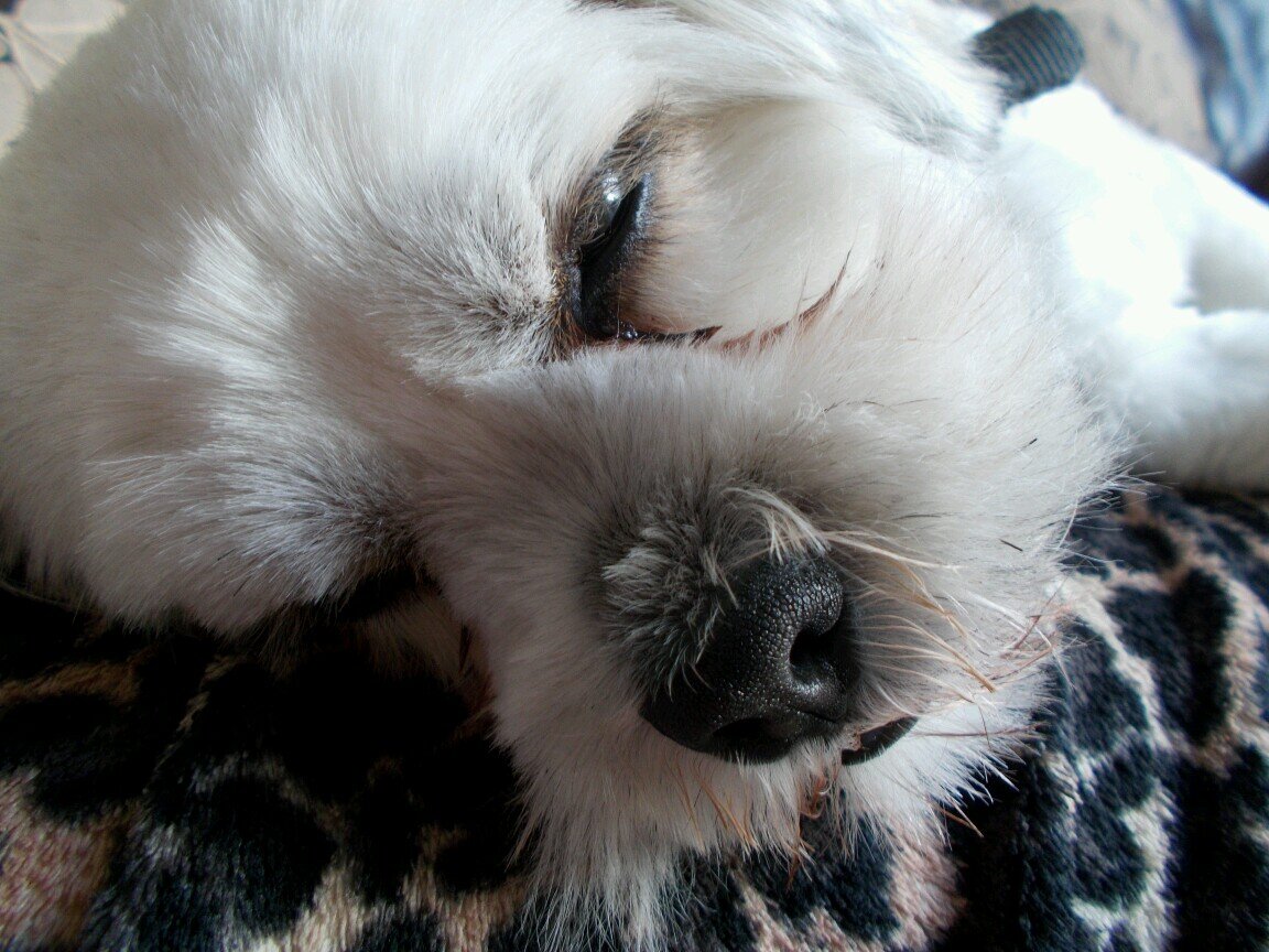 Hello, I am Billy a 2 year old Lhasa Apso from Dogstrust! I ♥rawhide, cuddles and eating tissues and socks #NaughtyDog I love 1D!