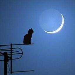 LCreciente's profile picture. Que la Bodhichita surja en quienes aún no haya nacido, y en quienes ha nacido que no degenere, sino que crezca sin cesar.