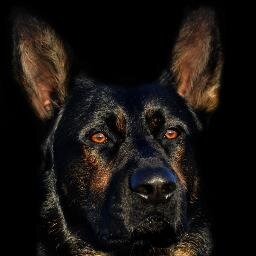 CANSARK9's profile picture. K9 Handler, #GSAR Volunteer, #PIO. Instagram @cansark9. Tweets are my own, & may not be organizationally representative. Retweets don’t endorse. BPR completed.