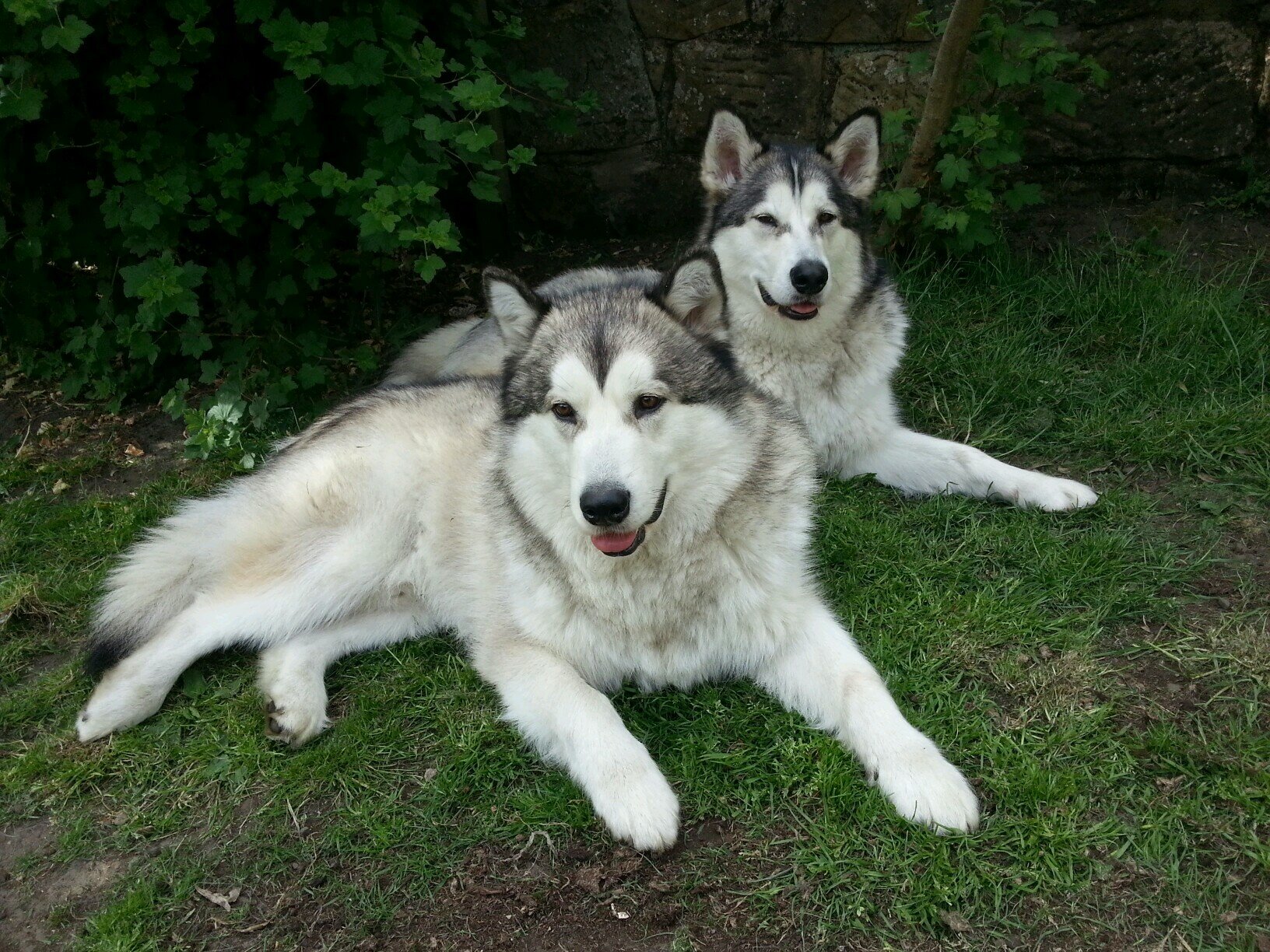 RumoTrollhound's profile picture. 