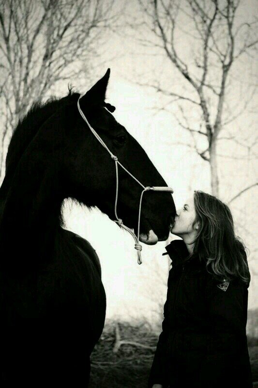 I think horses are the most beatiful creatures on the earth ♡