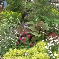 Rob Hardy (@robhardyplants) 's Twitter Profile