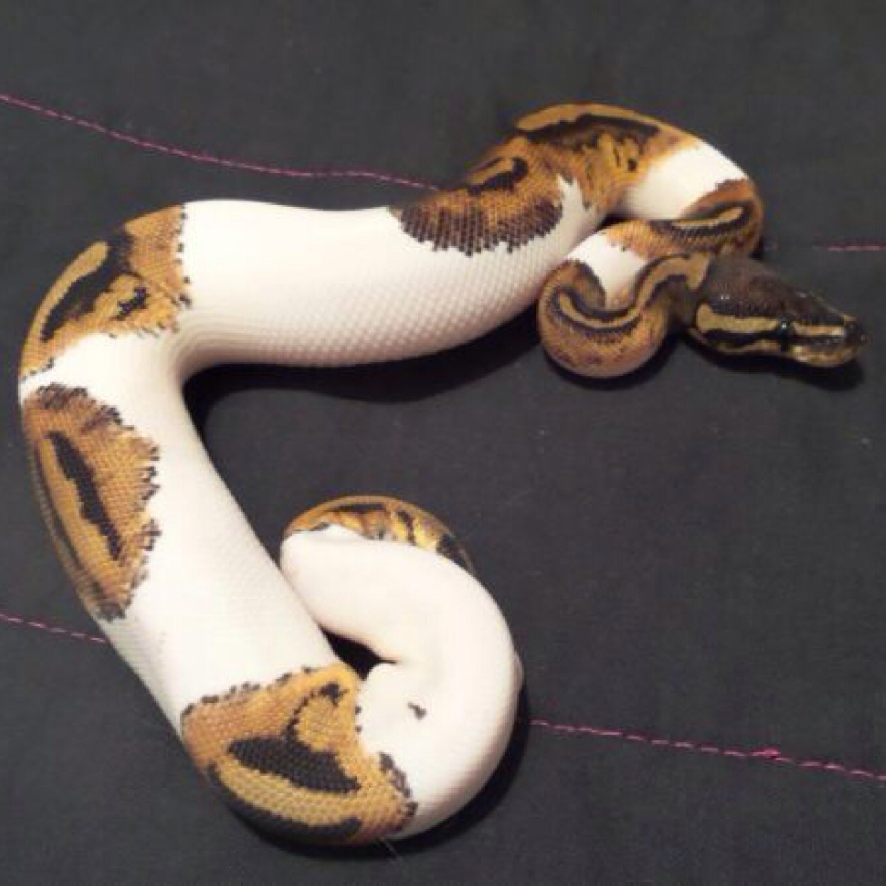 elreptiles's profile picture. Add us on facebook EL Reptiles or like our page hobbyist breeders in royal pythons and burmese pythons