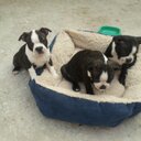 norma camarena - @normacam - Twitter