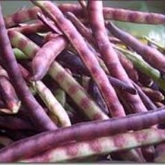 TXPHPFest's profile picture. Celebrate Texas Purple Hull Peas!