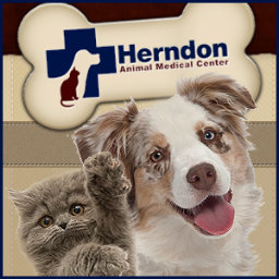 At Herndon Animal Medical Center, we understand that special bond you have with your pet.