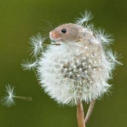 Conservationist