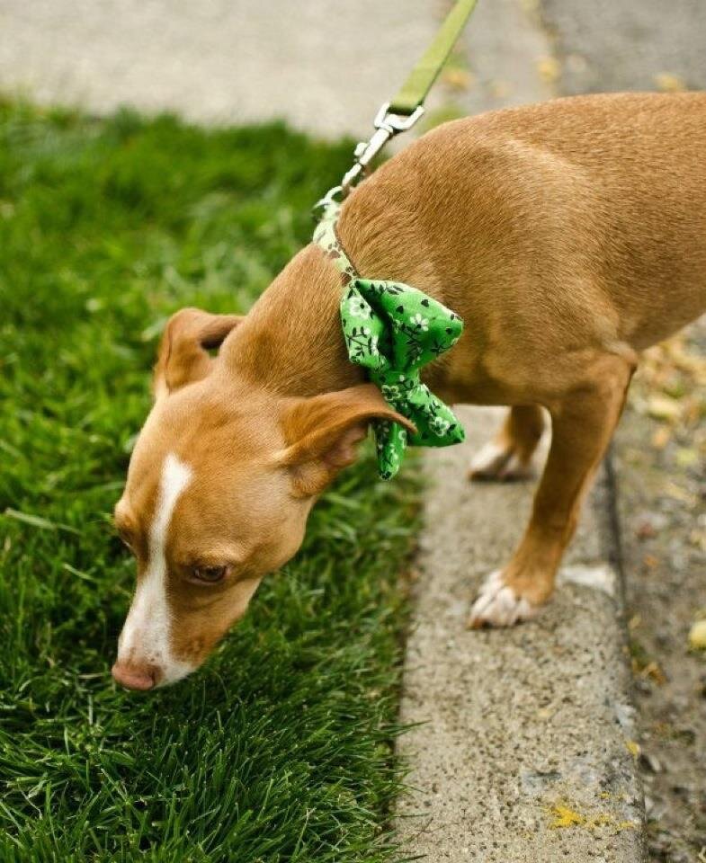 The adventures of a former shelter dog and the girl who gave him a second chance at life! You can follow all of our adventures on our blog!