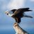 Alcance_L_A's profile image
