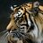 Tiger3yoshi's profile image