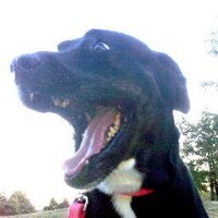 Lefty (@leftychrome) 's Twitter Profile