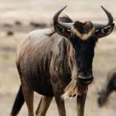 a real fuckin wildebeast that goes 2 chs, u feel me?