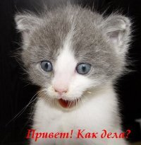 okpxovveyo's profile picture. Велосипедист - беда для экономики. Он не покупает машину, бензин, страховку. Не платит за мойку, стоянку, кредит и лекарства. Он здоров.