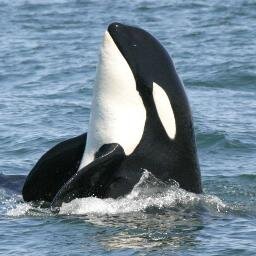 Volunteer community dedicated to marine conservation in B.C. Protecting and brining attention to the diverse web of sea life along Canada's Pacific North Coast