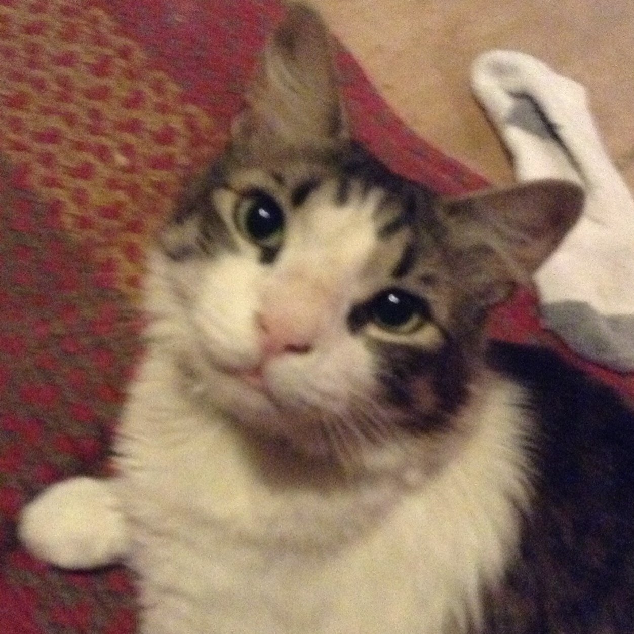 YO my nAme is DoBBy and I have tHree food grouPs cat food and PIZZA and boobs. Be cool man.
WORLD CLASS CATNIP ENTHUSIAST