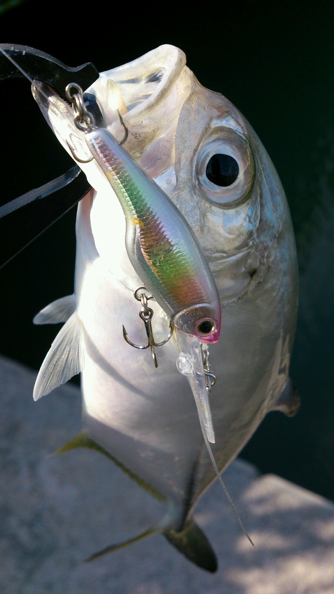 ti9bi's profile picture. Programer×Angler×Cyclist