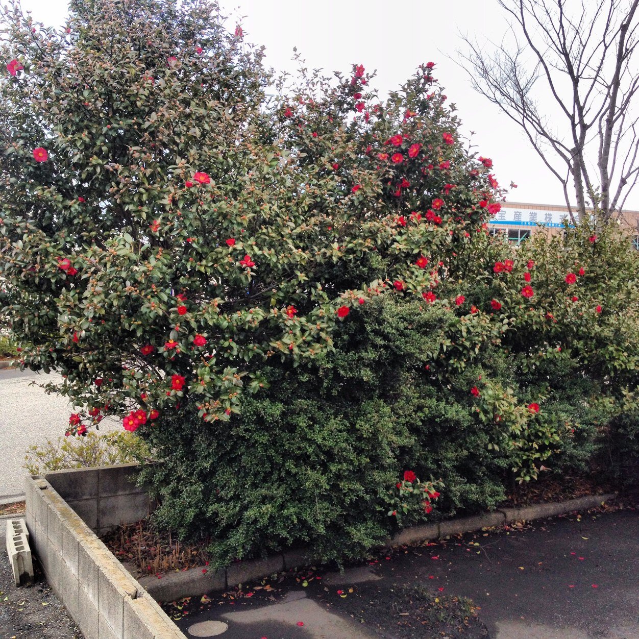 faddmitry1's profile picture. 